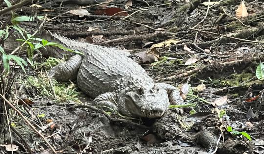 UN REGRESO TRIUNFAL: BABILLAS, TORTUGAS Y SERPIENTES RECUPERAN LA LIBERTAD EN BUENAVENTURA