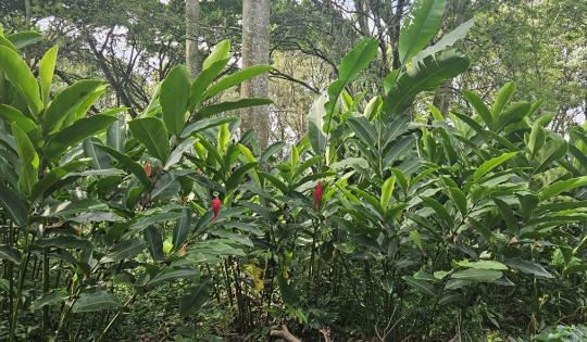 FLORES Y FOLLAJES SE PRODUCEN EN ZONA RURAL DE PALMIRA    