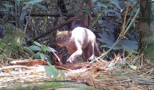 DESCUBREN ESPECIES AMENAZADAS EN CENTRO DE EDUCACION AMBIENTAL 