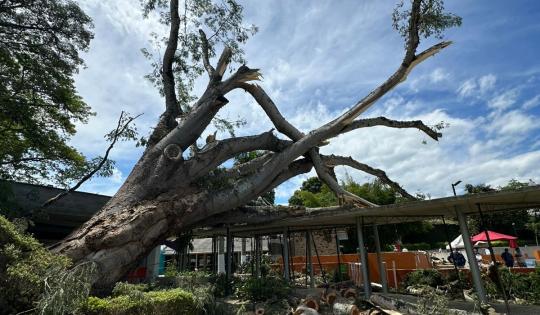 CLUB GUADALAJARA DE COMFENALCO, EN BUGA, DEBE REALIZAR TRÁMITE DE APROVECHAMIENTO FORESTAL PARA GARANTIZAR SEGURIDAD CON SU ARBOLADO: CVC 