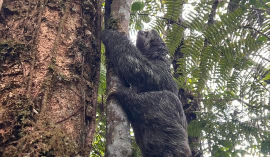 PEREZOSO FUE HALLADO DENTRO DE BOLSA DE BASURA Y VOLVIO A LA LIBERTAD