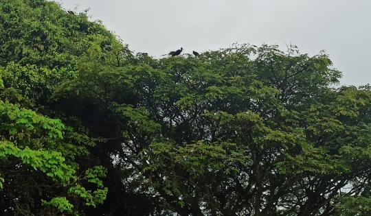 TRES MESES DE ESPERANZA PARA LOS IBIS COQUITO,TRAS PLAN DE REUBICACIÓN EN BUGA