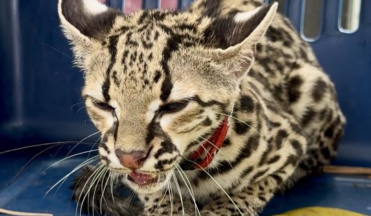 TIGRILLO USADO COMO MASCOTA ESCAPA Y APARECE EN VIVIENDA EN EL VALLE DEL CAUCA
