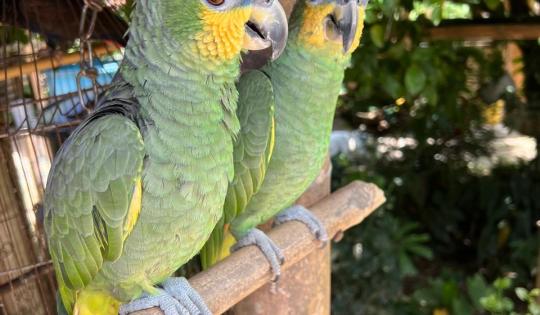 DIEZ AÑOS DESPUÉS, OCHO AVES SILVESTRES INICIAN UN NUEVO CAMINO HACIA LA LIBERTAD