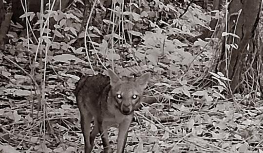 CONOZCA UN VISTAZO SECRETO A LA VIDA SILVESTRE EN LA LAGUNA  DE SONSO