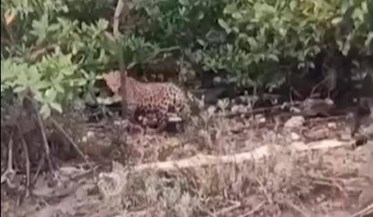 “PROTEGER AL JAGUAR ES PROTEGER LA VIDA”: DIRECTOR DE LA CVC RESPONDE ANTE VIDEO EN BUENAVENTURA