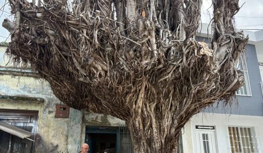 AVANZA ERRADICACIÓN CONTROLADA DE 30 ÁRBOLES EN RIESGO EN TULUÁ