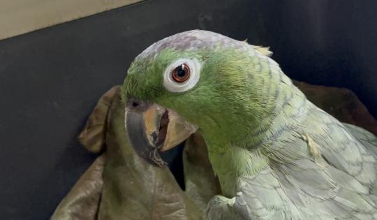 “¿QUIERE CACAO?”: LA HISTORIA REAL DETRÁS DE UNA FRASE NADA INOCENTE