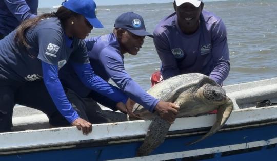 SE LIBERARON CINCUENTA NEONATOS DE TORTUGA MARINA Y UN EJEMPLAR ADULTO