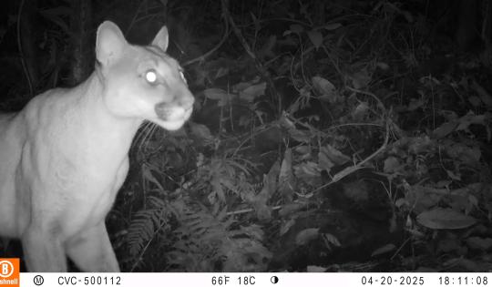 PUMAS, TIGRILLOS Y ZORROS IMÁGENES DE FAUNA QUE REGISTRAN CÁMARAS EN EL VALLE