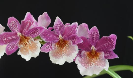 CALI FLORECE CON CALIORQUÍDEAS 2025