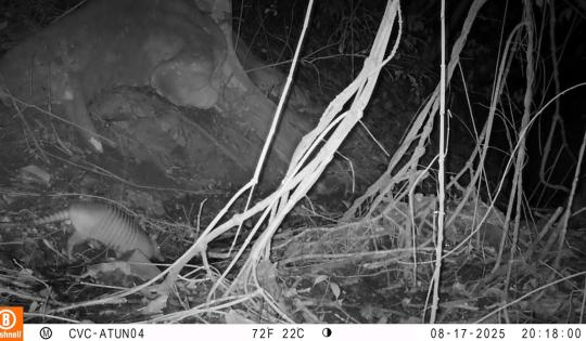 CÁMARAS TRAMPA REVELAN FAUNA SILVESTRE EN ZONA PROTEGIDA DE ATUNCELA