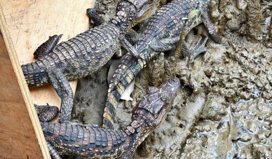 FAUNA SILVESTRE REGRESÓ A LA LIBERTAD EN BUENAVENTURA