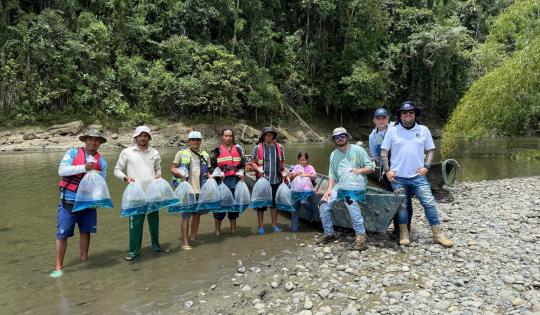 CVC Y COMUNIDAD SIEMBRAN 5.000 ALEVINOS DE BOCACHICO EN EL RÍO LA VIEJA
