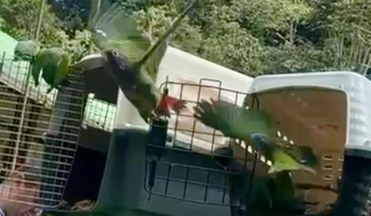 18 LORAS CABECIAZUL REGRESARON A LA NATURALEZA