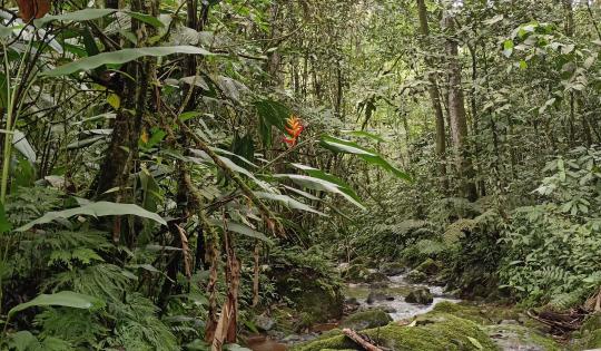 RÍO BITACO BONITO ES EL NUEVO CORREDOR ECOTURÍSTICO QUE IMPULSA LA CONSERVACIÓN EN LA CUMBRE
