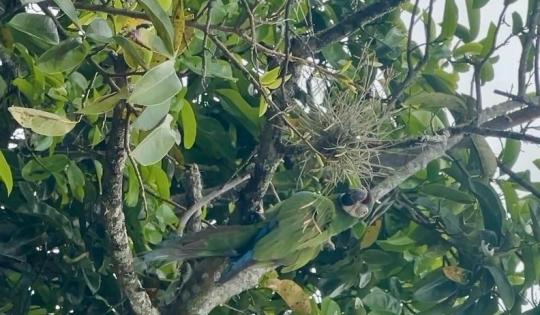 VUELVEN AL BOSQUE: 14 AVES SILVESTRES RECUPERAN SU LIBERTAD EN EL NORTE DEL VALLE