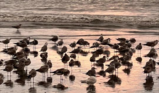 ORGANIZACIONES COMUNITARIAS DE BUENAVENTURA HICIERON PARTE DE PROYECTO DE AVES PLAYERAS MIGRATORIAS