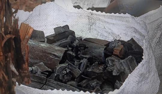 EN DAGUA SE PRODUCE CARBÓN LEGAL