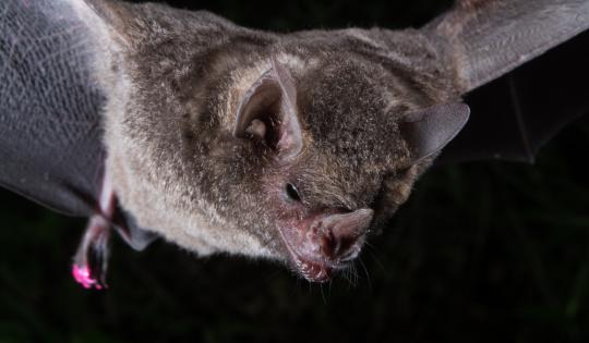 LA CVC PIDE NO ESTIGMATIZAR A LOS MURCIÉLAGOS