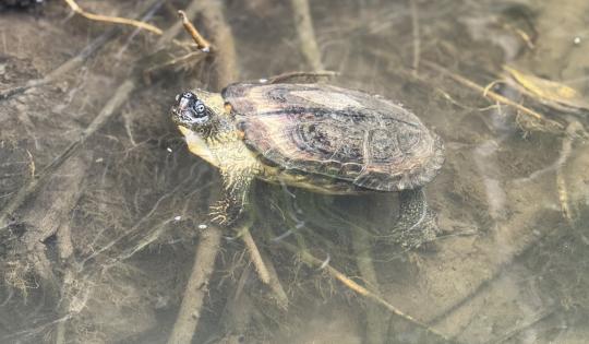 QUE LA SEMANA SANTA NO SEA EL VIACRUCIS PARA LA FAUNA SILVESTRE  