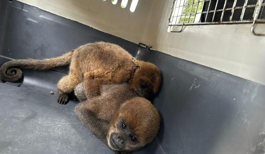 RESCATADOS NUEVE ANIMALES SILVESTRES QUE PERMANECÍAN CAUTIVOS EN CALIMA EL DARIÉN