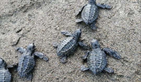 CONOZCA LA GUÍA DE TORTUGAS MARINAS DEL VALLE DEL CAUCA