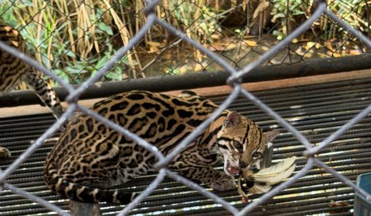 RESCATAN EN JAMUNDÍ DOS OCELOTES HEMBRAS USADAS COMO EXHIBICIÓN