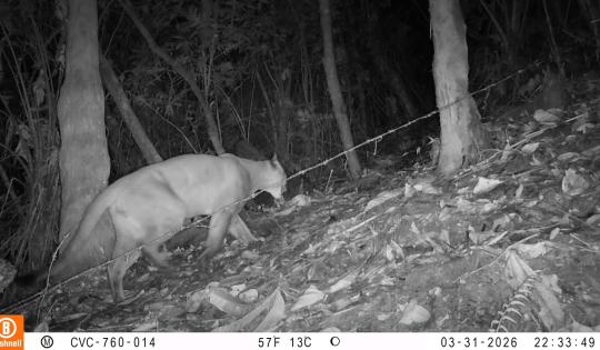 CÁMARAS TRAMPA MUESTRAN LA FAUNA SILVESTRE ESCONDIDA EN LOS BOSQUES DEL PACÍFICO