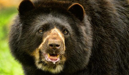LA CVC HACE UN LLAMADO: CAPTURAR Y REUBICAR OSOS ANDINOS NO ES LA SOLUCIÓN