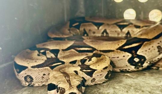 JOVEN EXHIBÍA A UNA BOA EN SUS REDES SOCIALES. LA CVC  RESCATÓ AL ANIMAL