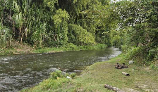 PROYECTO COMUNITARIO BUSCA CONSERVAR EL RÍO BOLO