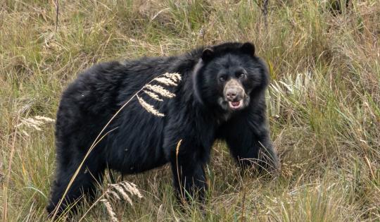 HOY HAY MÁS PRESENCIA DE OSO ANDINO GRACIAS A ESTRATEGIA “CONSERVAMOS LA VIDA”