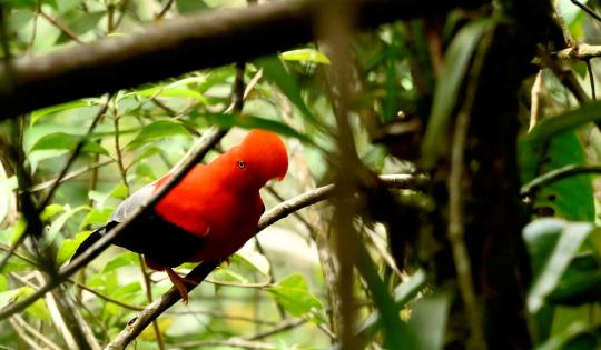 LA LEONERA, UN SANTUARIO DE LOS GALLITOS DE ROCA