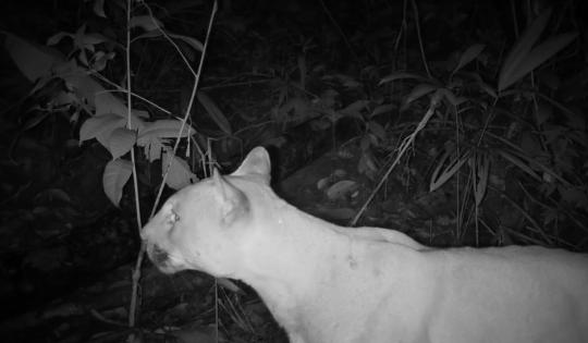 CINCO ESPECIES DE FELINOS SILVESTRES FUERON REGISTRADAS EN BUENAVENTURA GRACIAS A LA RED OTUS DE CÁMARAS TRAMPA