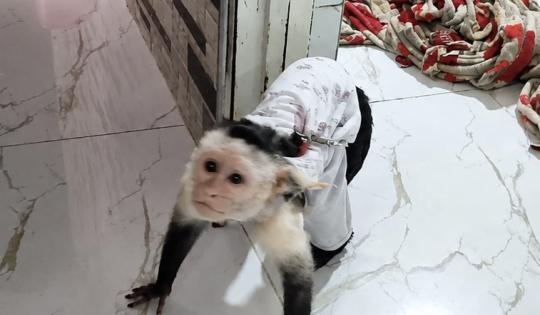 RESCATE DE MONO CAPUCHINO EN YOTOCO: CUANDO EL CAUTIVERIO SE DISFRAZA DE AFECTO