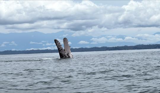 EL PACÍFICO VALLECAUCANO RECIBE A LAS BALLENAS JOROBADAS