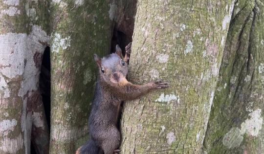 DE LA REHABILITACIÓN A LA LIBERTAD:  SIETE ANIMALES REGRESARON A SU HÁBITAT EN CARTAGO