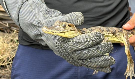 25 ANIMALES SILVESTRES REGRESARON A SU HÁBITAT EN ZONA RURAL DE BUENAVENTURA