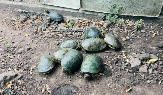 CVC RESCATÓ A 37 TORTUGAS EN ZONA RURAL DE CARTAGO