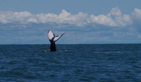 LA TEMPORADA DE BALLENAS 2026 SE ACERCA A SU CIERRE