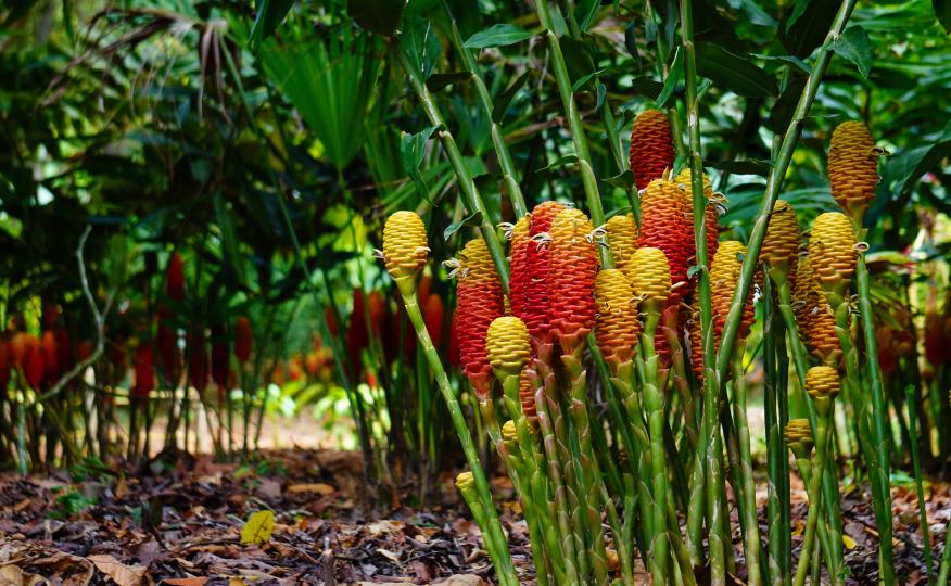 Parque de las Heliconias